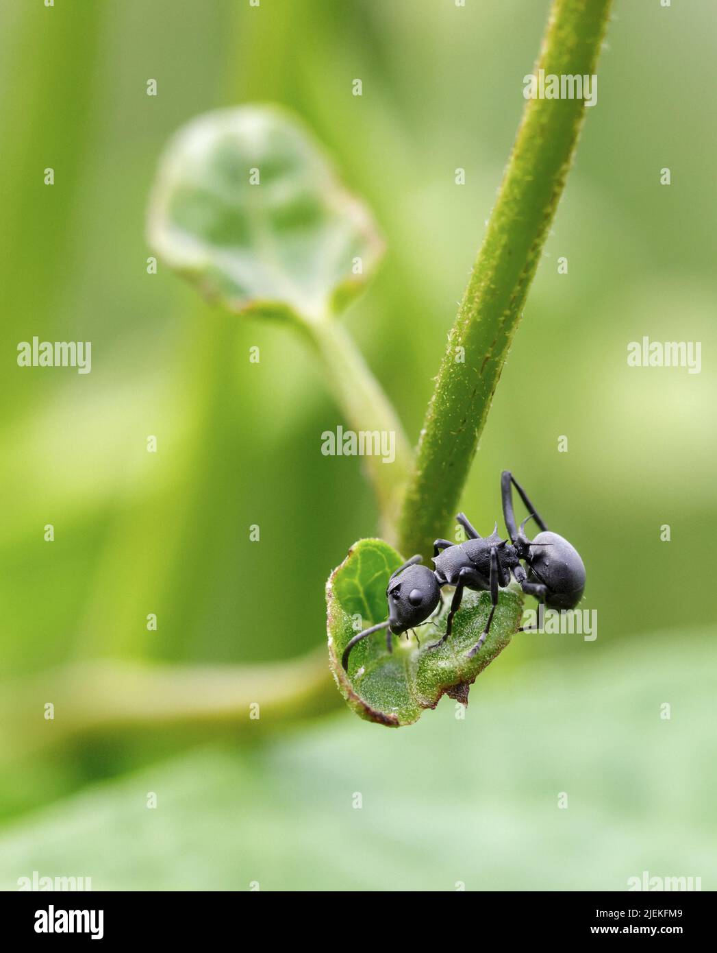 Primo piano della formica nera. Foto Stock