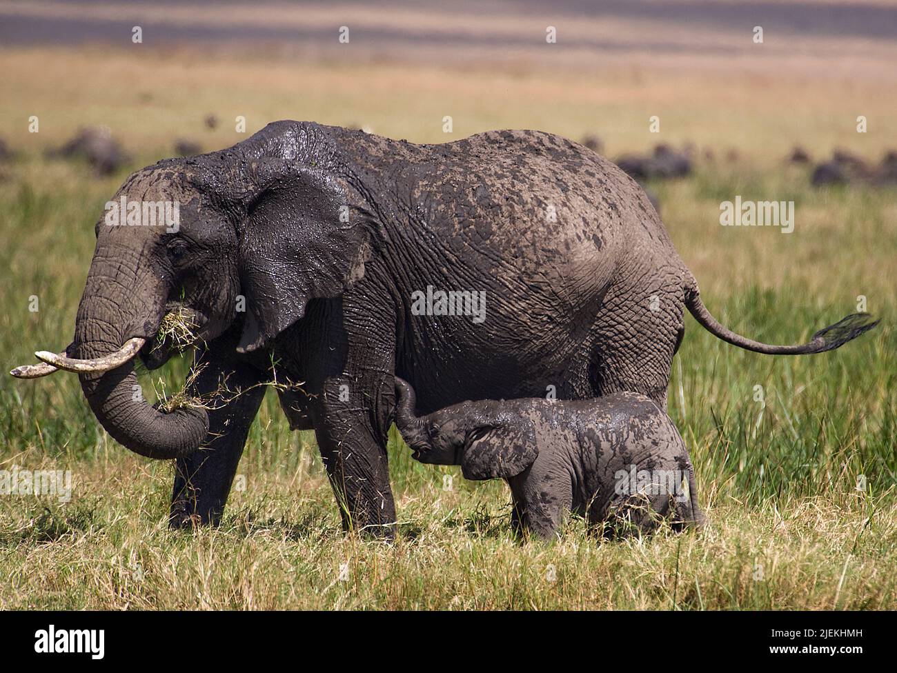 Madre dell'elefante africano Bush (Loxodonta africana) con un piccolo giovane. Maasai Mara, Kenya. Foto Stock