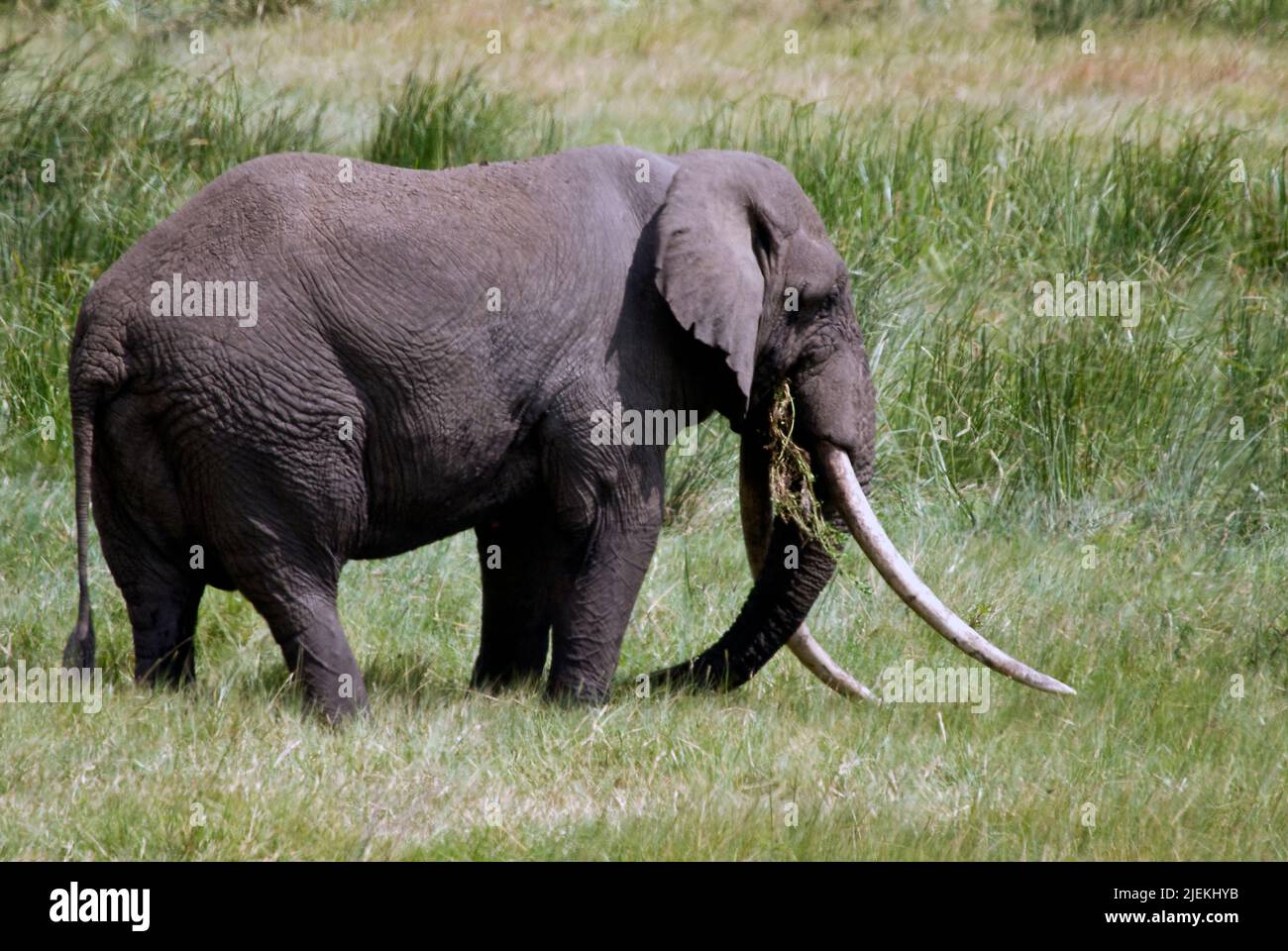 Elefante africano toro di 60 anni (Loxodonta africana) con zanne molto lunghe nel cratere di Ngorongoro, Tanzania. Foto Stock