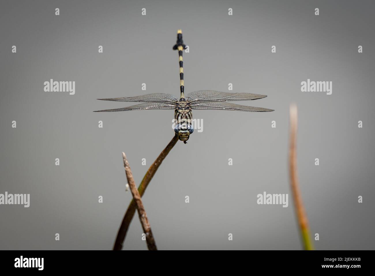 Ictinogomphus ferox, comunemente chiamato la tigre comune o la tigertail comune dragonfly. Saadani Tanzania. Foto: Garyroberts/worldwidefeatures.com Foto Stock