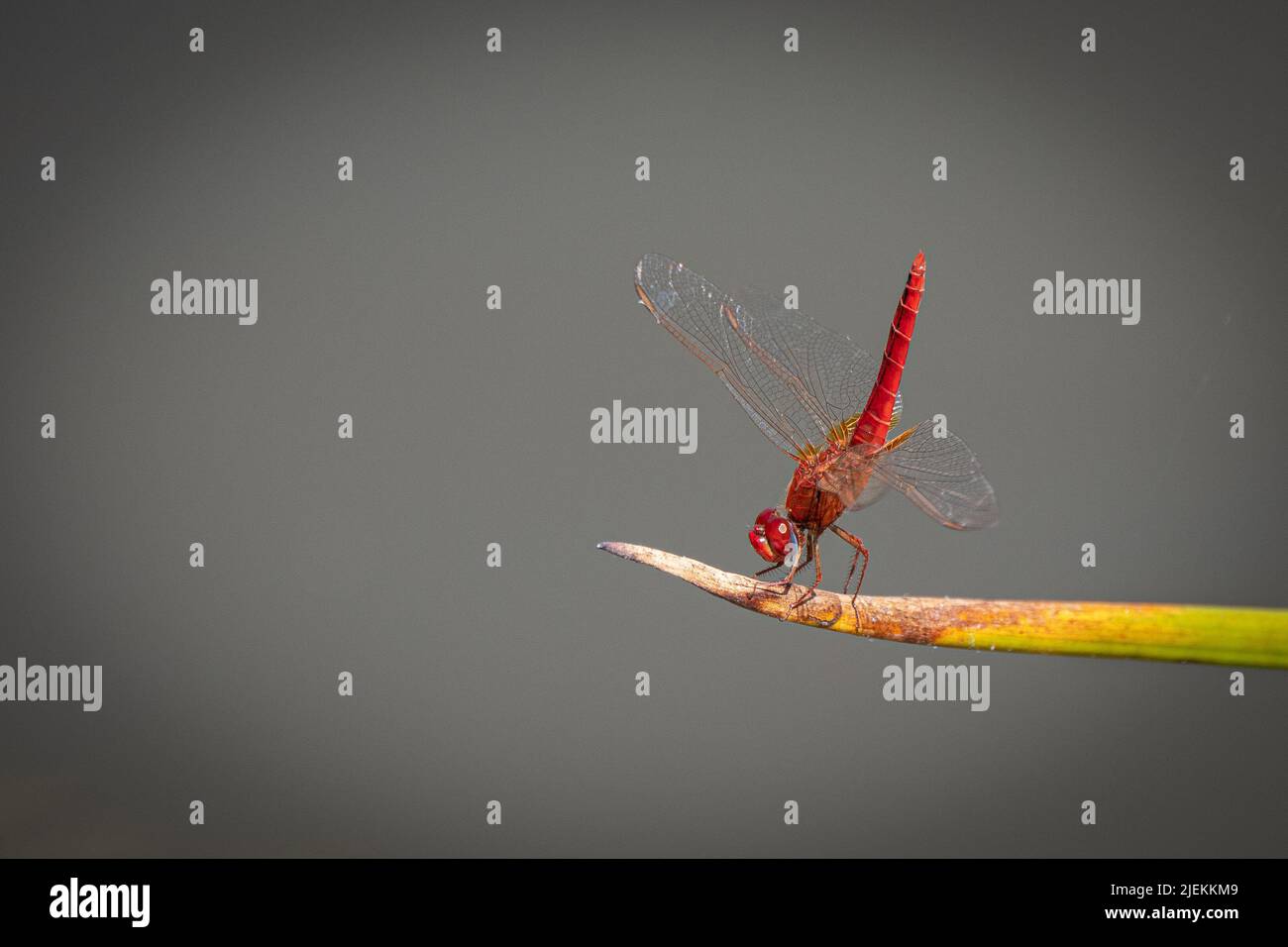 Scarlatto Darter Dragonfly Crocothemis eritraea, Parco Nazionale Saadani. Tanzania Picture: Garyroberts/worldwidefeatures.com Foto Stock