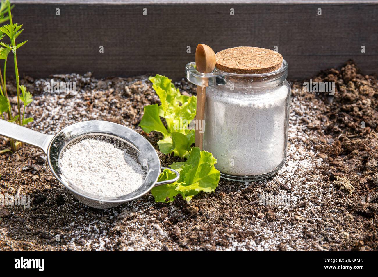 Polvere di terra diatomacea (Kieselgur) in barattolo per repellente organico non tossico per insetti. Utilizzo della diatomite nel concetto di giardino. Foto Stock