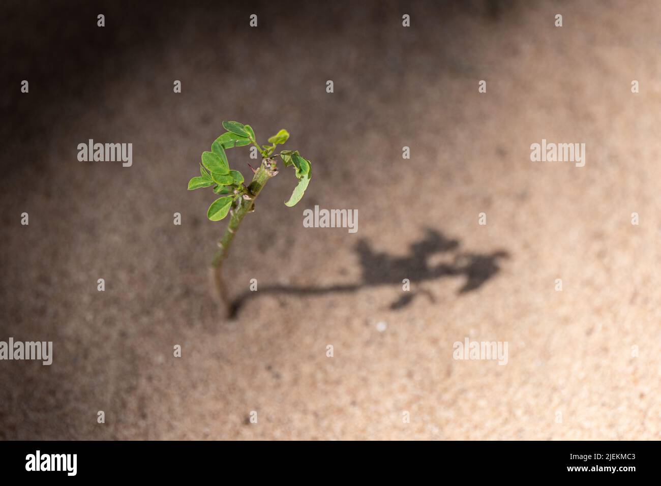 Una piantina emerge in terreno sabbioso. Progetto di riforestazione e di riappassimento Tanzania immagine: Gary Roberts/worldwidefeatures.com Foto Stock