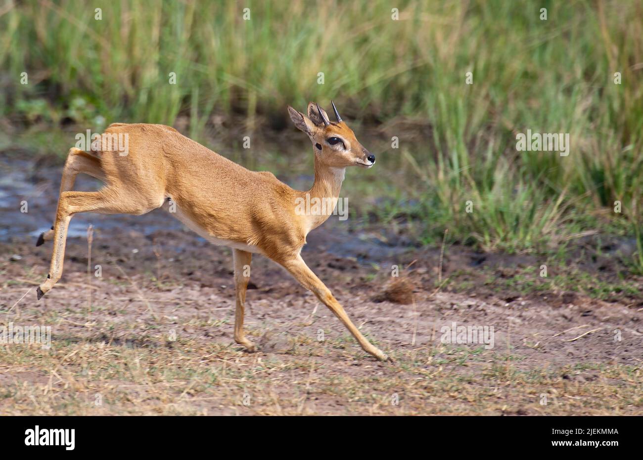 (Oribi Ourebia ourebi) da Murchison Falls, Uganda. Foto Stock
