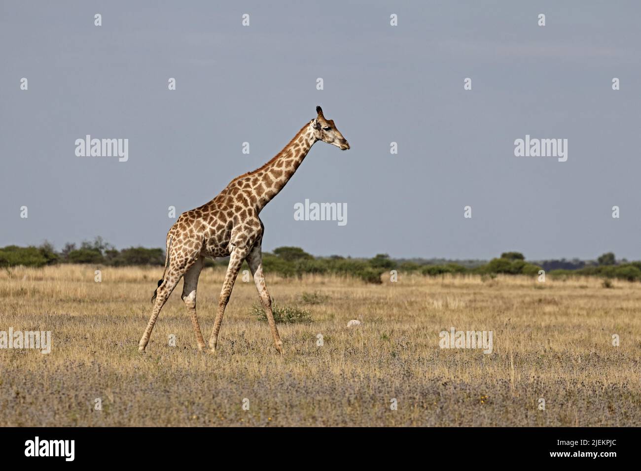 Giraffa in Nxai Pan Botswana Foto Stock