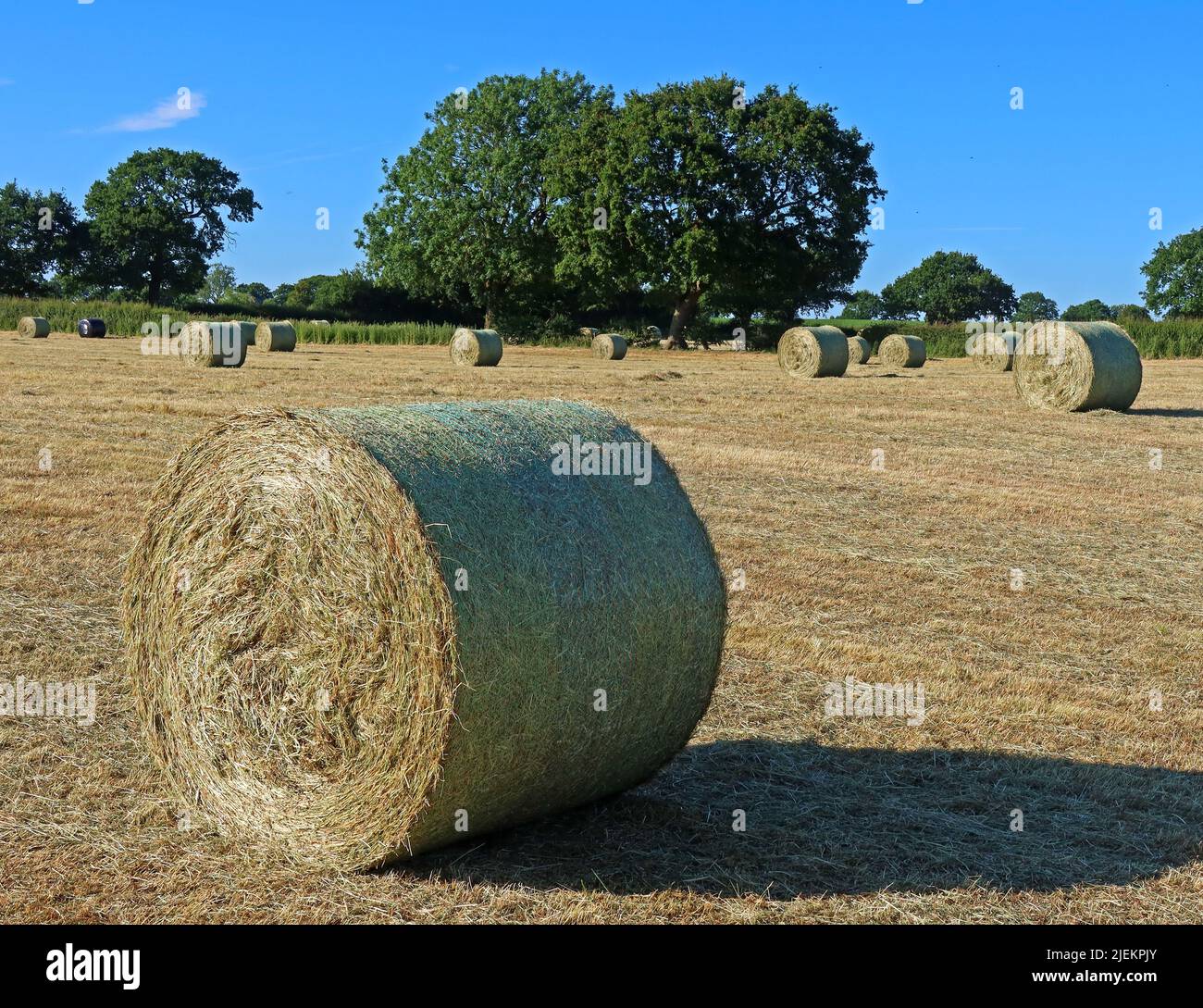 L’agricoltura dei seminativi in un’era di crisi alimentare globale e carenze alimentari, dopo la guerra in Ucraina e il cambiamento climatico Foto Stock