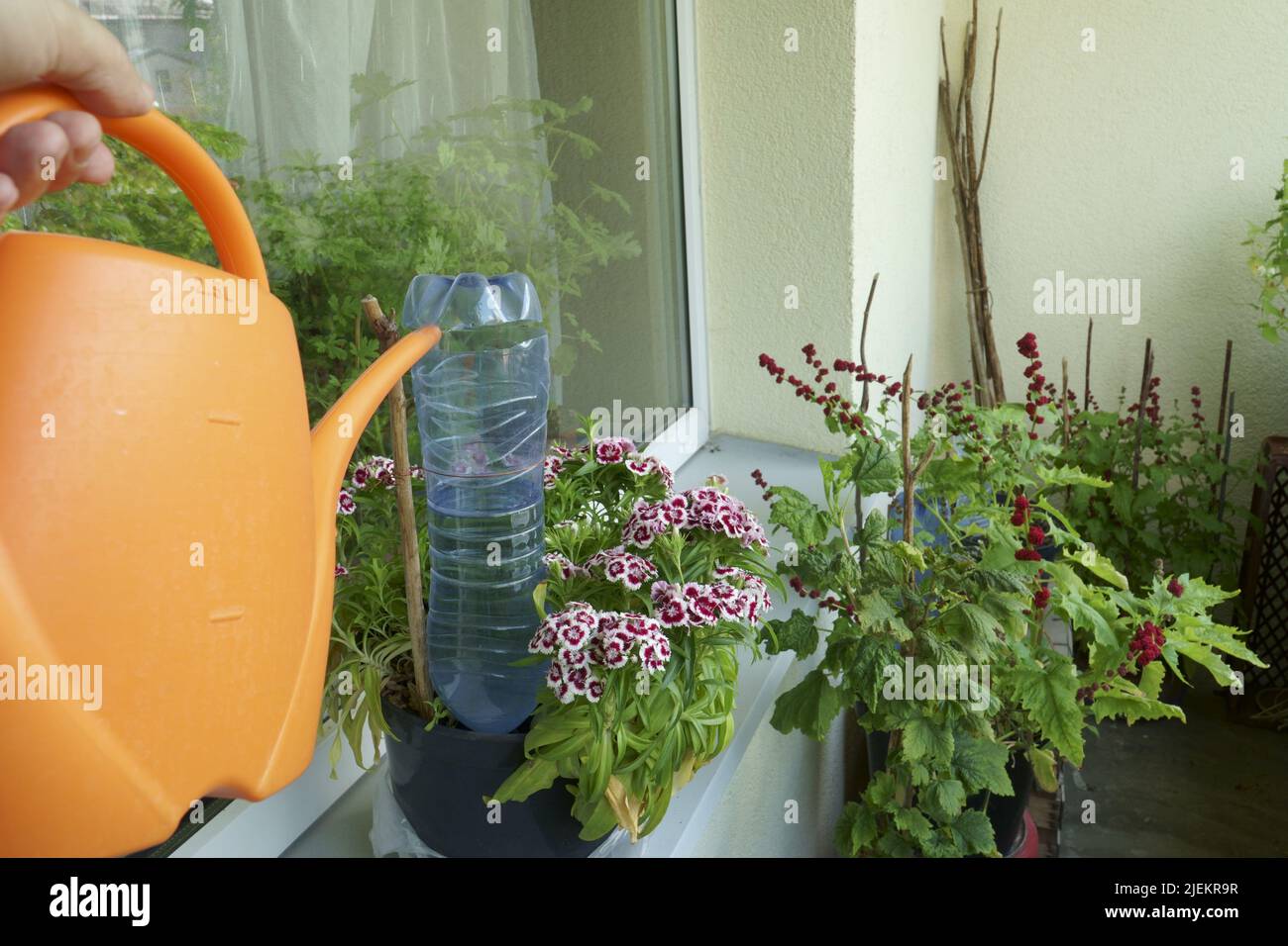 Un impianto di irrigazione su un balcone che utilizza una bottiglia in PET di plastica. Un metodo astuto per fornire le piante domestiche di fioritura in vaso con acqua. Il giardinaggio. Gard Foto Stock