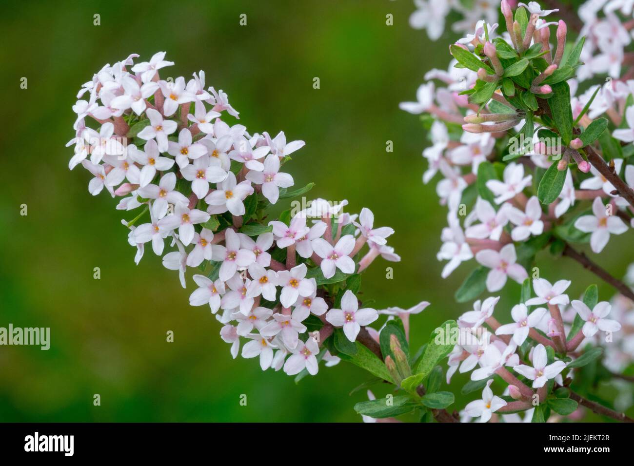 Primo piano, Daphne x burkwoodii Somerset, fiore, fiori, rosa, fiori, Bianco, in fiore Foto Stock Primo piano, Daphne x burkwoodii Somerset, fiore, fiori, rosa, fiori, Bianco, in fiore Foto Stock