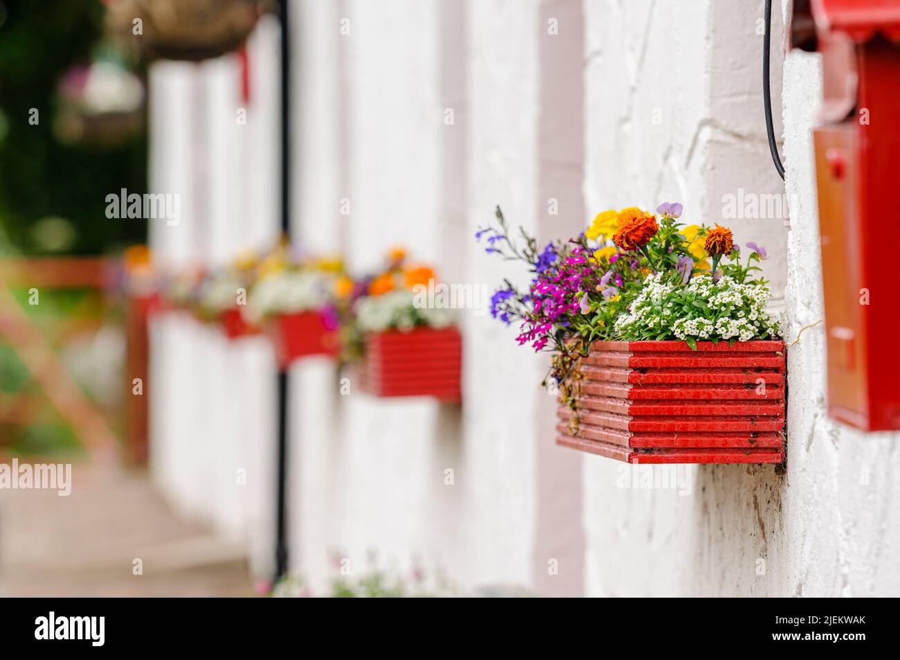 Finestre rosse fioriture su un cottage imbiancato, Timahoe, County Laois, Repubblica d'Irlanda Foto Stock