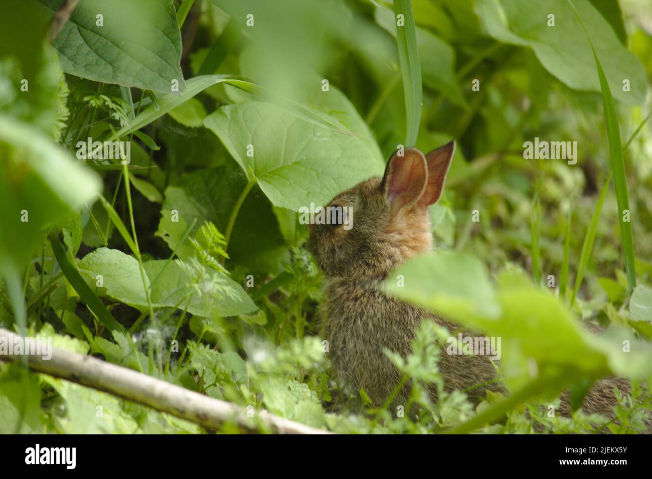 Simpatico coniglio Foto Stock