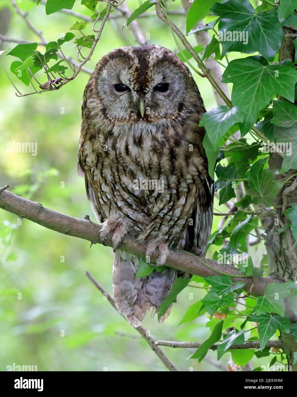 Allocco (Strix aluco) Foto Stock