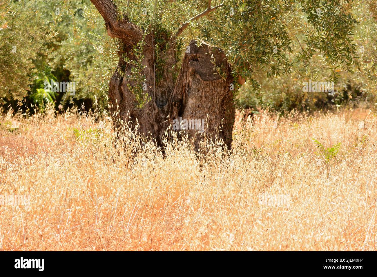 Viejo olivo entre la hierba seca en verano Foto Stock