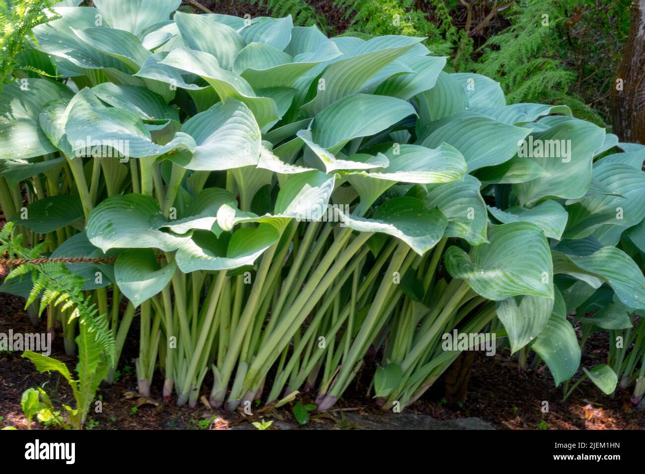 Decorativo, foglie, su, lungo, steli in giardino, Hosta 'Krossa Regal', Plantain Lily, Hardy Hostas Foto Stock