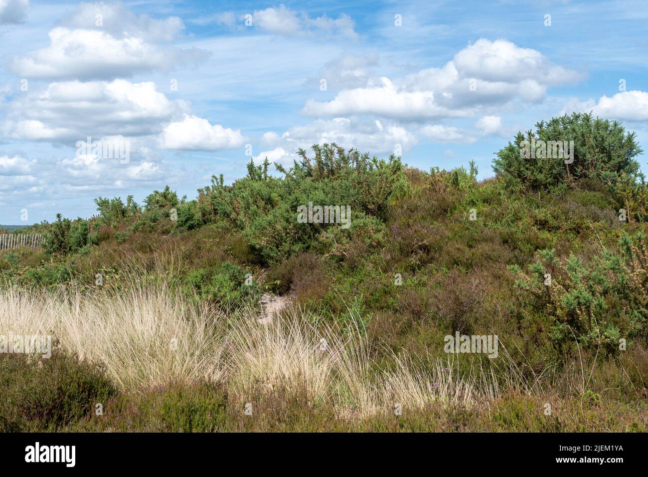 I Kings Ridge Barrows sul Frensham Common, antichi tumuli funerari dell'età del bronzo, monumenti antichi programmati a Surrey, Inghilterra, Regno Unito Foto Stock
