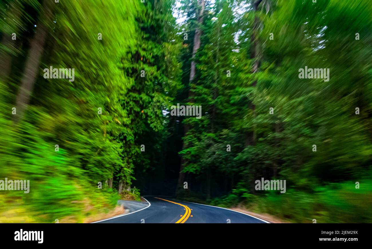 Accelerando su una strada in una bella foresta Foto Stock
