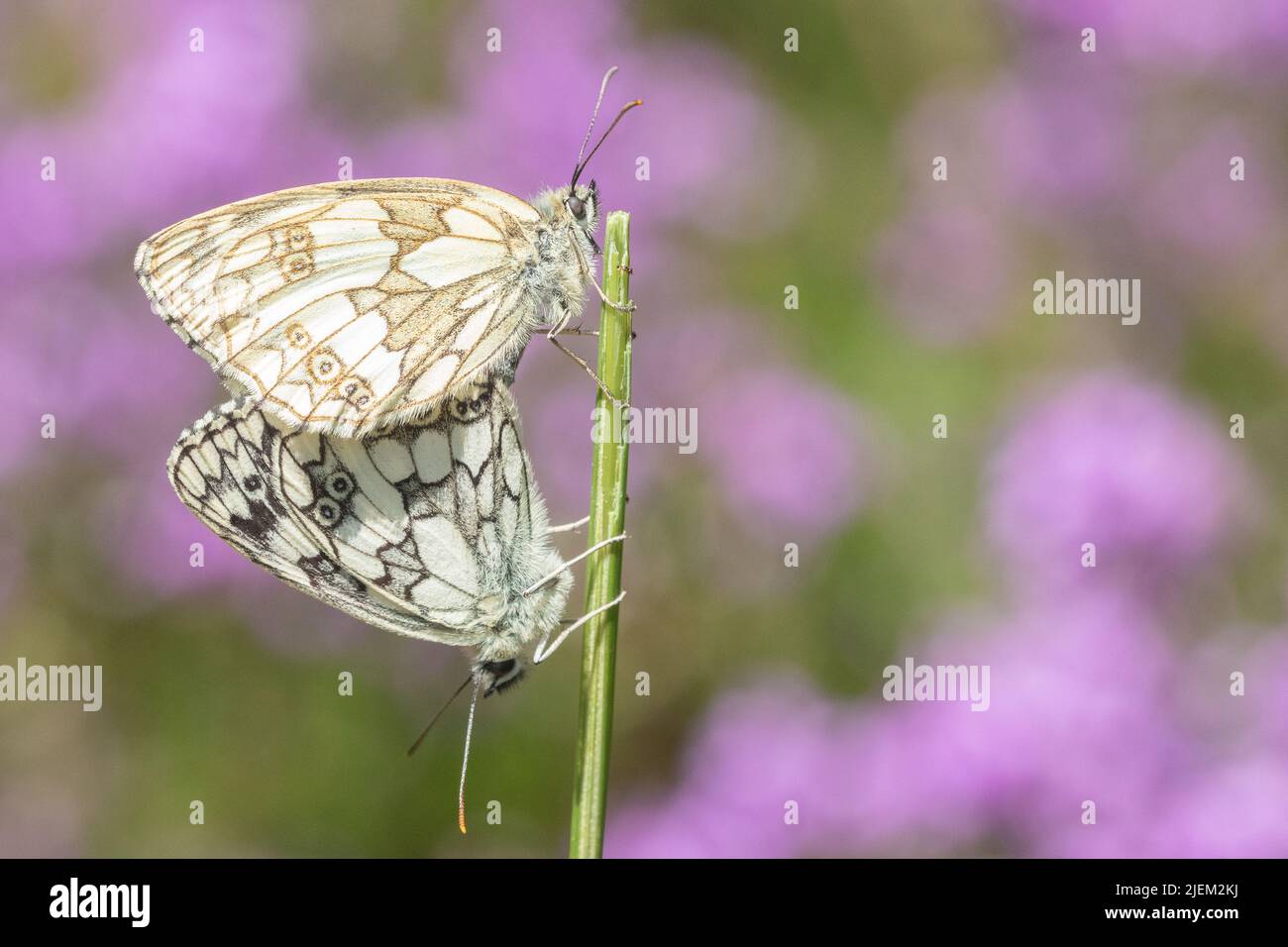 Farfalle bianche marmorizzate che si accoppiano nel vecchio cimitero di Southampton Foto Stock