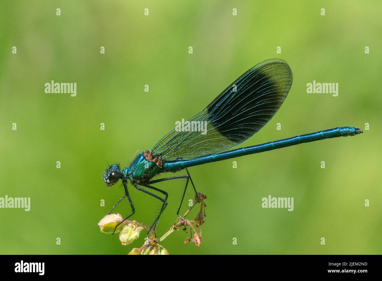 Ha bandito demoiselle a Testwood Lakes, Totton, Hampshire Regno Unito Foto Stock