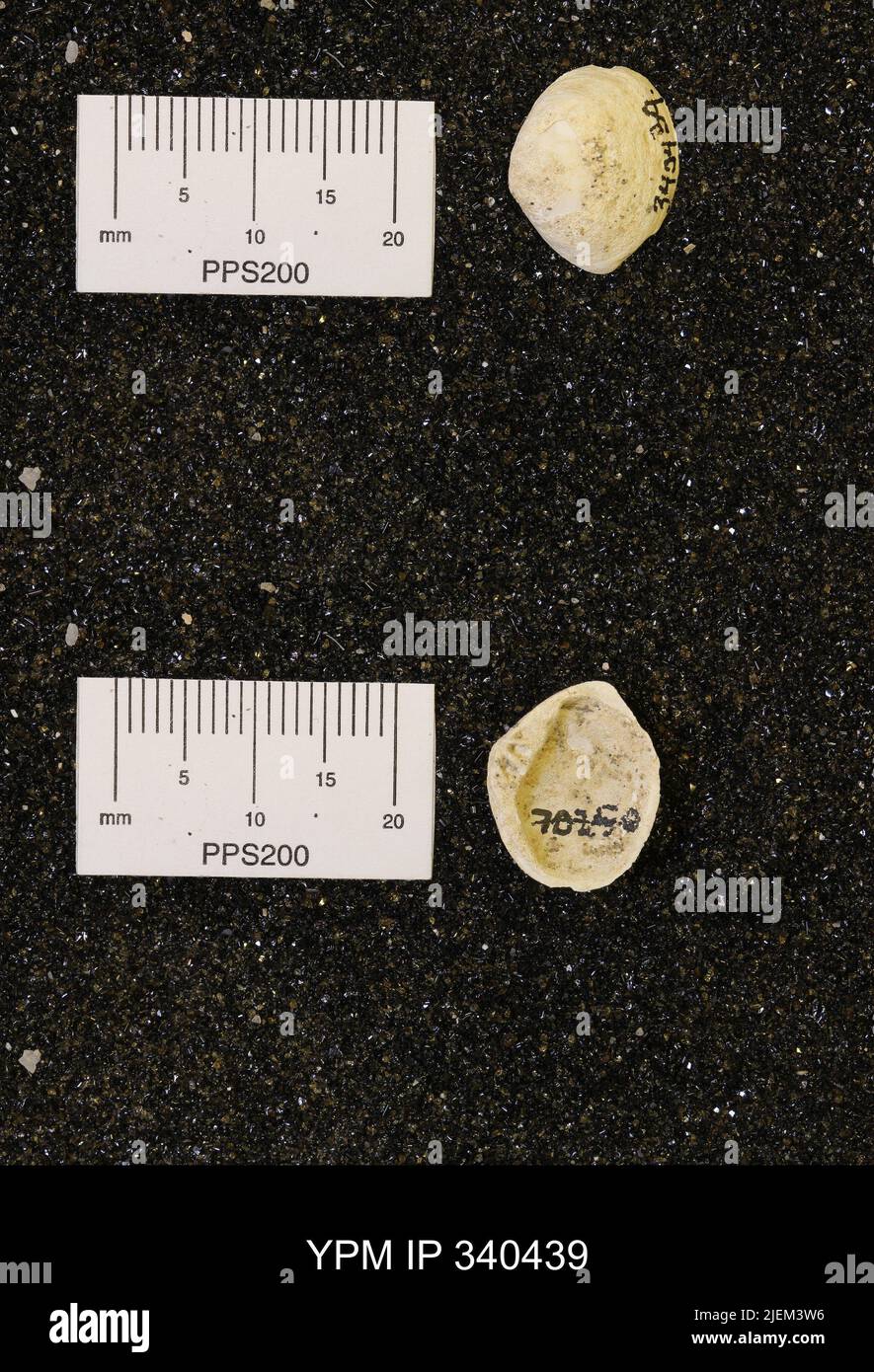 Corbicula subellittica (Meeke & Hayden). Foto Stock