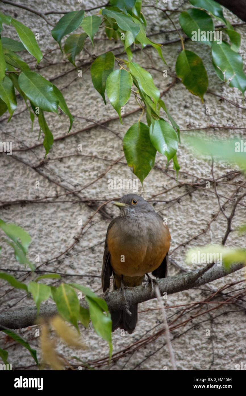 Turdus rufiventris nei rami di un albero Foto Stock