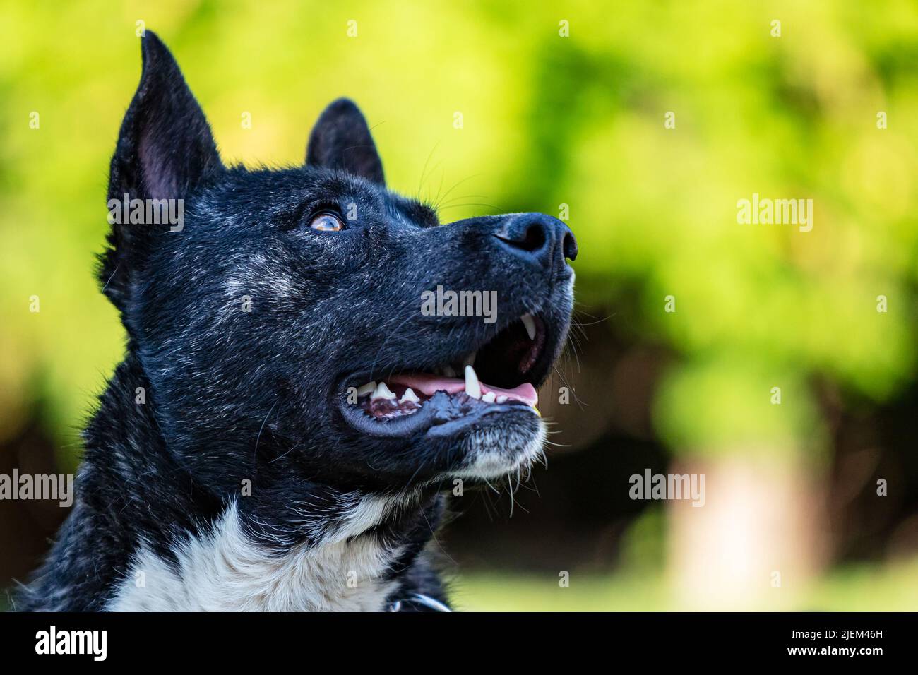 Bel cane akita mutt bianco e nero. Misto e cross-breed. Fotografia di animali e animali domestici. Foto Stock