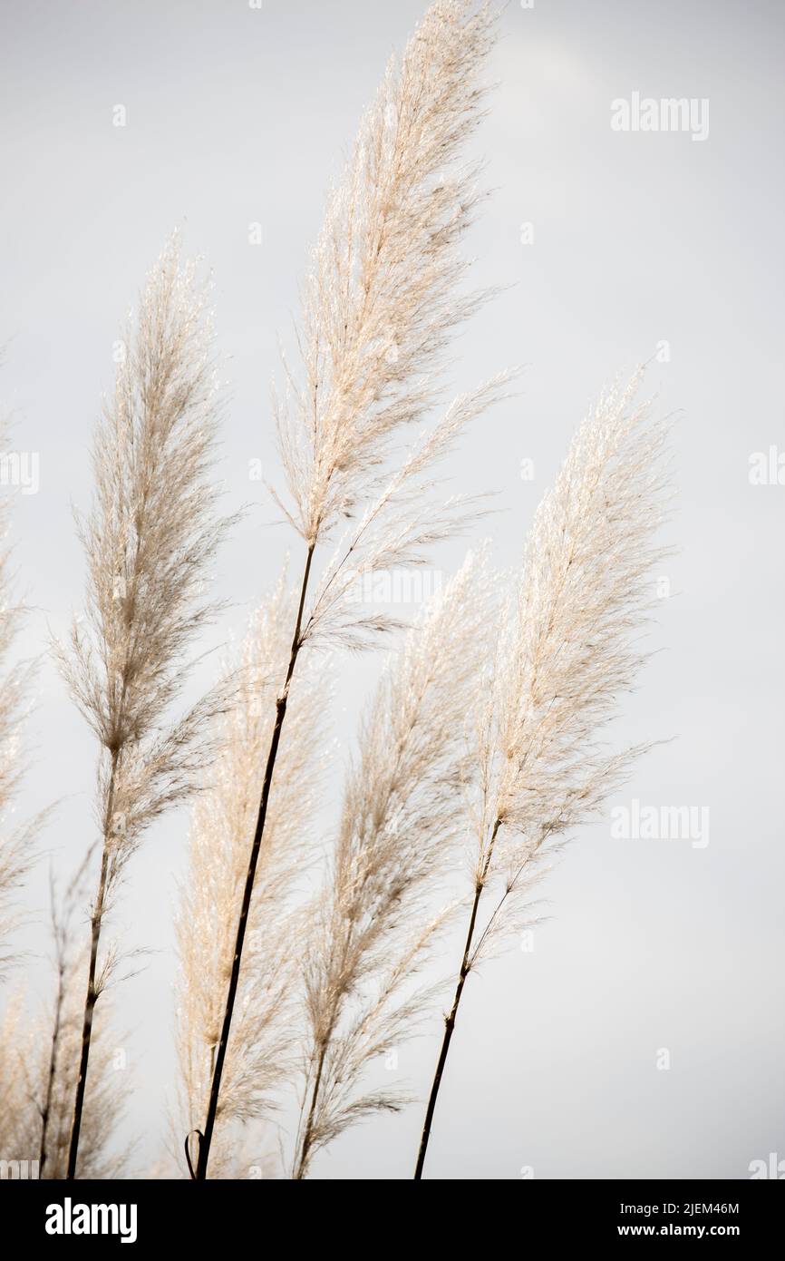 Particolare dello stabilimento Cortaderia selloana Foto Stock