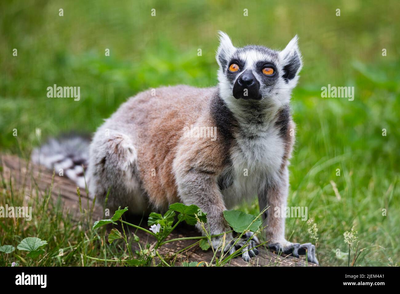 Scimmia lemure con coda ad anello. Mammiferi e mammiferi. Terra mondo e fauna. Fauna selvatica e zoologia. Fotografia della natura e degli animali. Foto Stock
