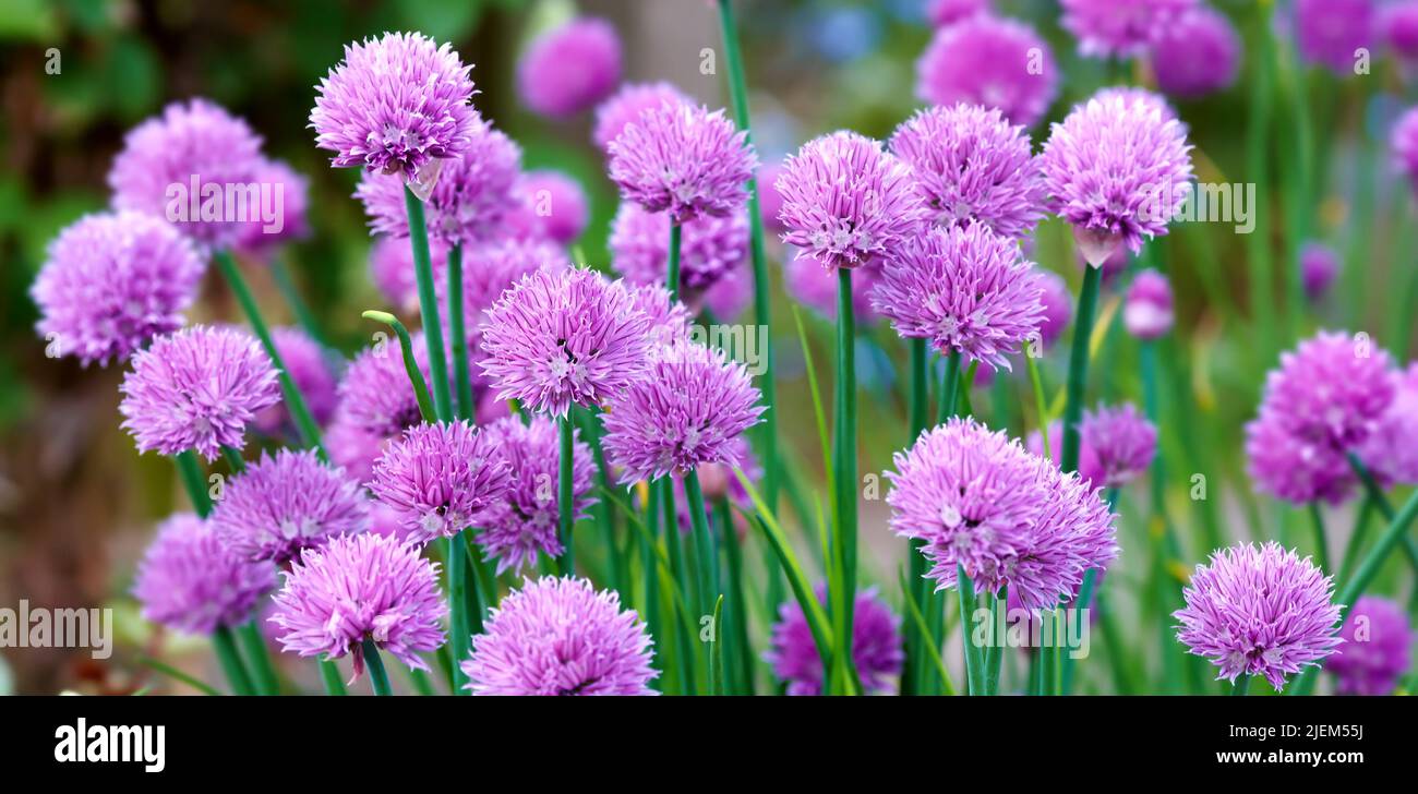 Primo piano di cespuglio di fiori di cardo globo viola in un giardino esterno. In primavera fiorisce il vivace echinops di lavanda. Fiori delicati in Foto Stock