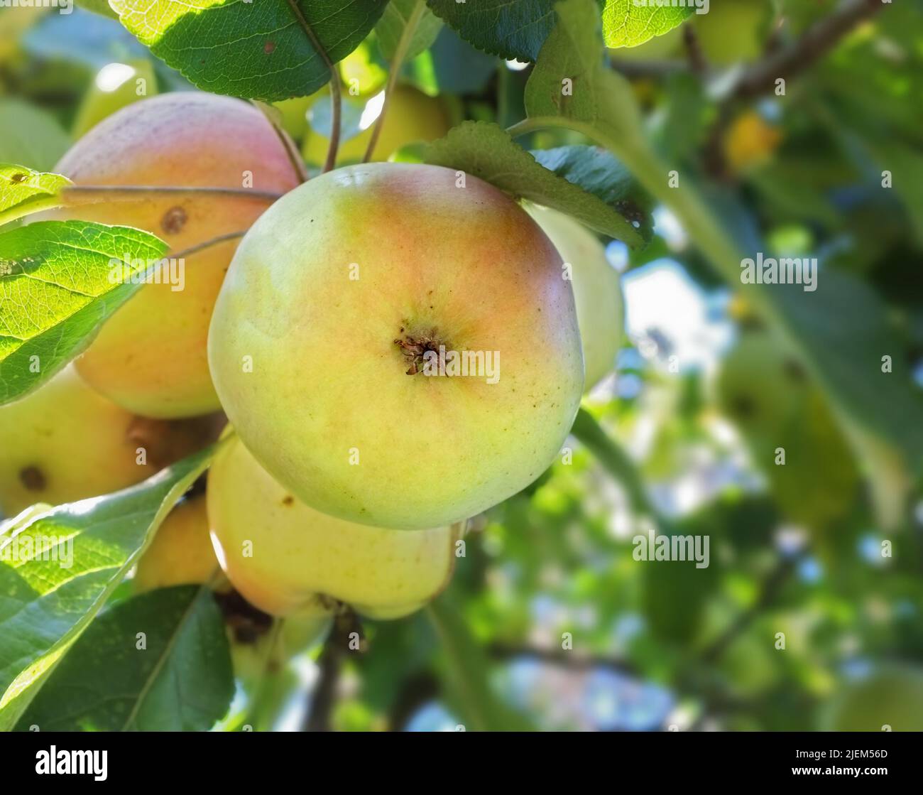 Un mazzo di mele coltivate è appeso su un ramo nel cortile. Una vista ritratto di piccoli rami di frutta sullo sfondo. Una vista ravvicinata di una mela Foto Stock