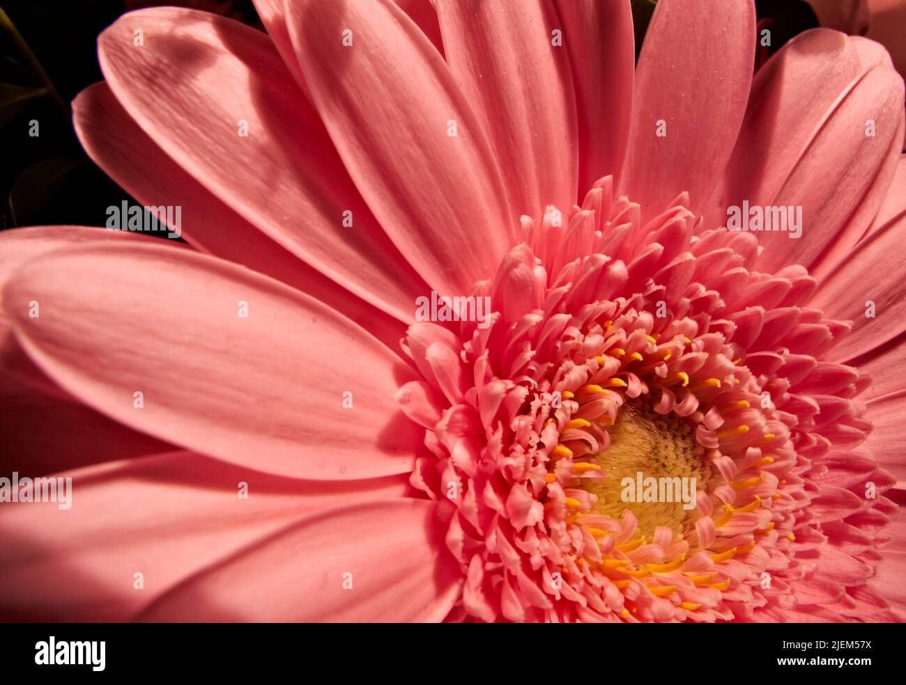 Primo piano di un fiore rosa a margherita con sfondo sfocato naturale. Girato intenzionalmente con profondità di campo estremamente bassa. Una vista angolata di un Foto Stock