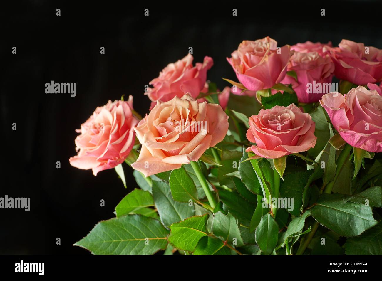 Rose rosa che crescono su sfondo nero con copyspace. Primo piano di un bel  mazzo di fiori freschi con germogli in fiore. Steli di bello Foto stock -  Alamy