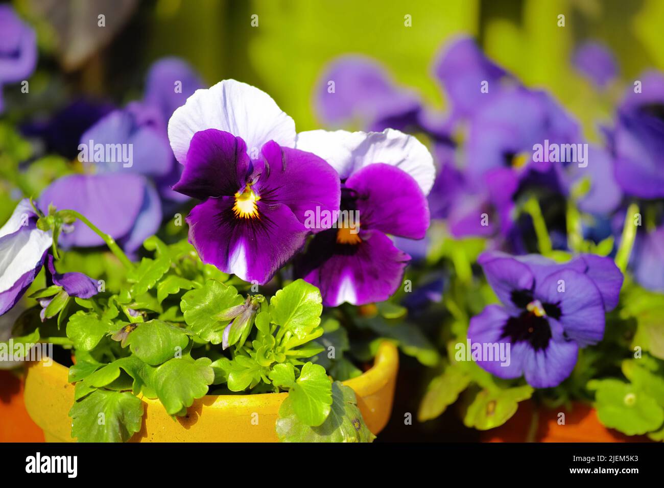 Primo piano di fiori di padella che crescono in ceramica e vasi di argilla in giardino o serra. Viola, bianco, blu e nero ibrido viola piante tricolore Foto Stock