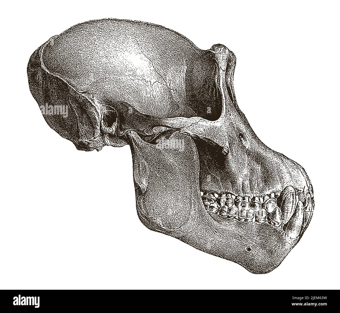 Scimpanzé maschio pan troglodytes cranio in vista laterale, dopo antiche incisioni del 19th secolo Illustrazione Vettoriale