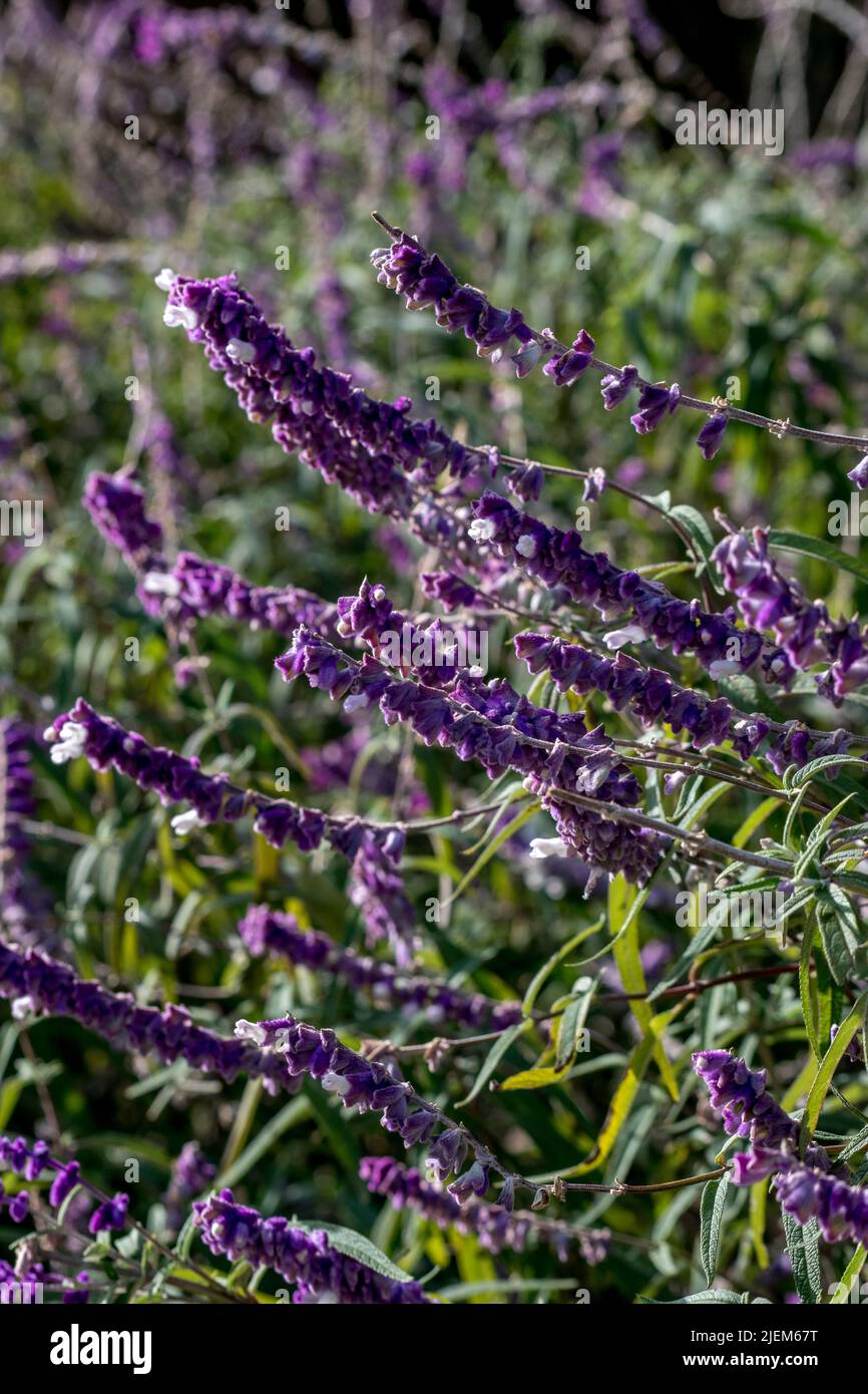 Particolare dei fiori di una Salvia leucantha Foto Stock