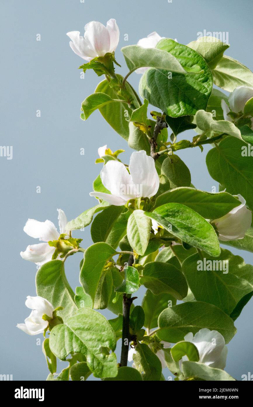 Cydonia oblonga 'Triumph', albero, Quince, Fiore, Bianco, Fiori Foto Stock