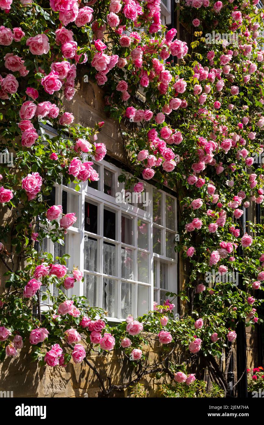 Robin Hood's Bay Yorkshire casa muro con rose rosa che crescono intorno alla finestra Robin Hood's Bay Yorkshire Inghilterra GB Europa Foto Stock