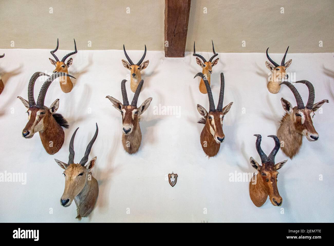 Una vista interna di teste animali su un muro in Nunnington Hall nello Yorkshire, una casa signorile di proprietà del National Trust Foto Stock