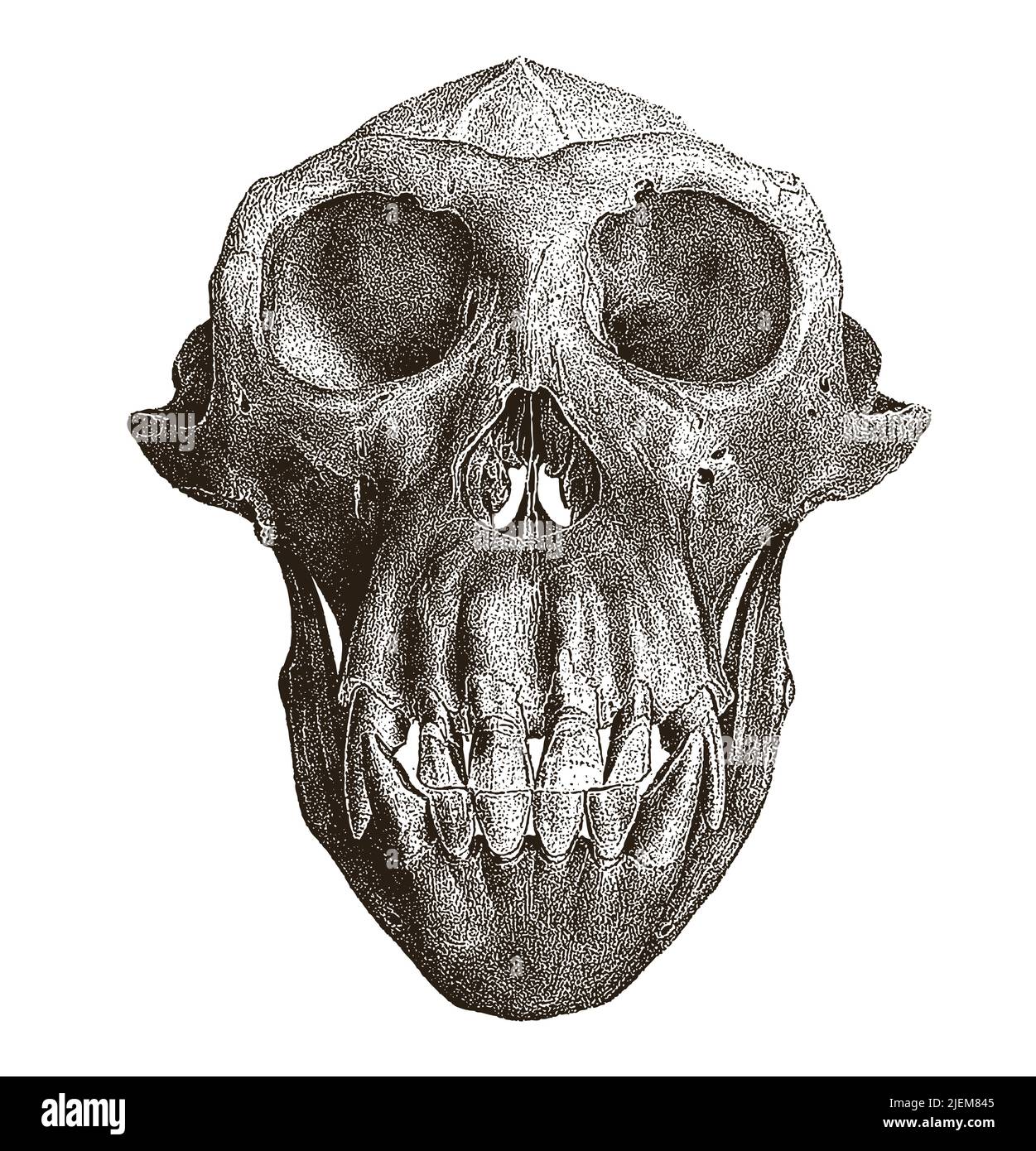 Scimpanzee maschio pan troglodytes cranio in vista frontale, dopo antiche incisioni del 19th secolo Illustrazione Vettoriale