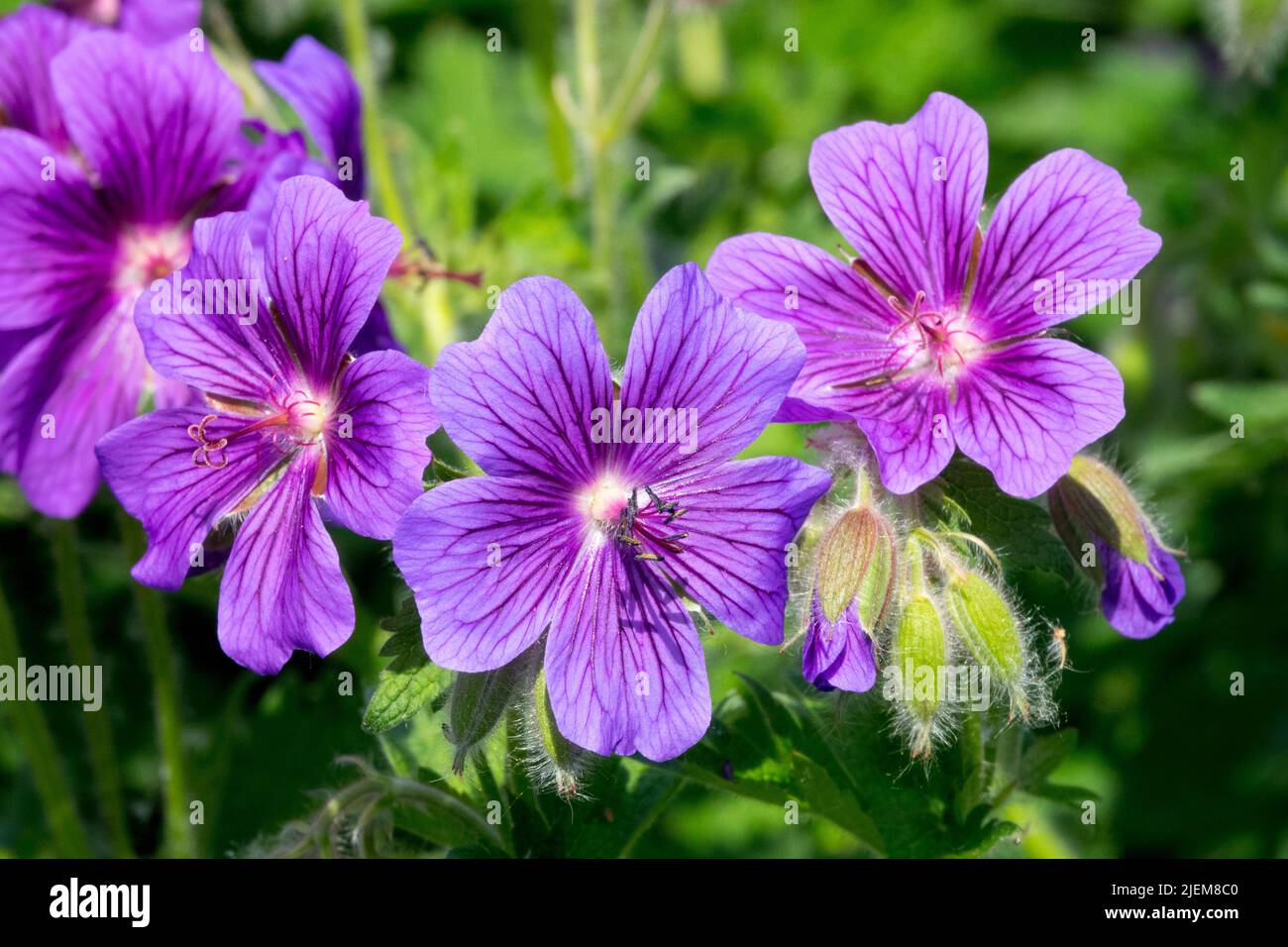 Hardy, gerani, Viola, Perenne, Geranio, Fiore, fiori, geranio platypetalum, fiori di Cranesbill Foto Stock