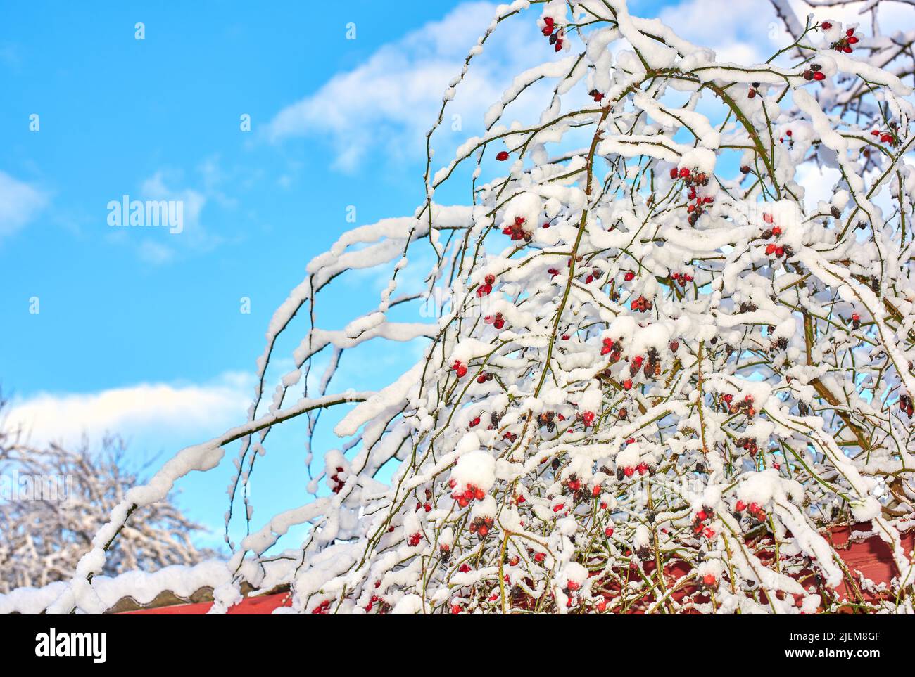 Rami di albero e ramoscelli ricoperti di neve ghiacciata in inverno contro il cielo blu con nuvole bianche e fluide che rotolano dal basso. Clima per un inverno ghiacciato Foto Stock