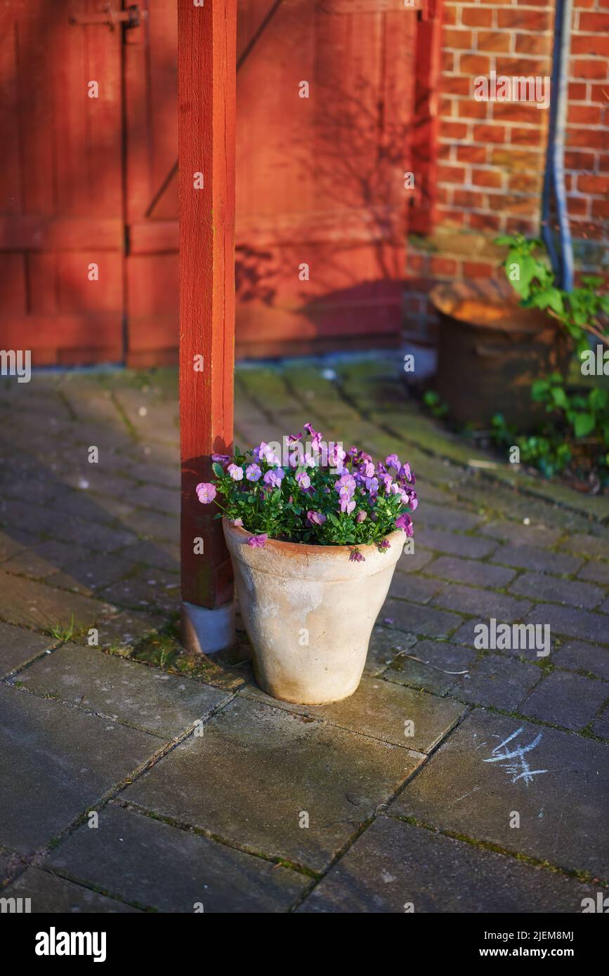 Panties viola in una pentola di ceramica. Bei piccoli fiori in vaso in piedi vicino all'entrata di un giardino estivo all'aperto. Un bel mazzo di magenta o luminoso Foto Stock
