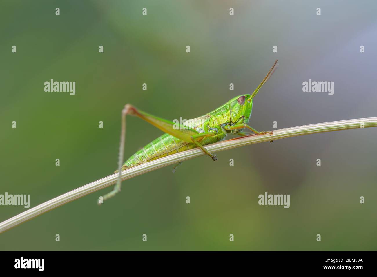 Comune Grasshopper Insect su Grass Macro Foto Stock