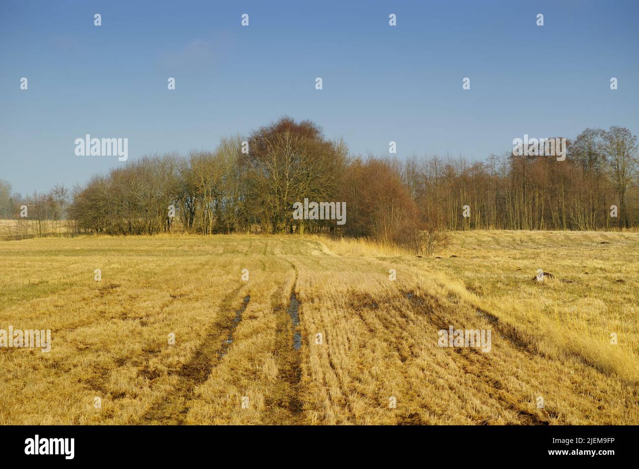 Terreno coltivabile bagnato e alberi in campagna. Palude aperta o palude ricoperta di erba gialla fiabra con bosco sullo sfondo. Vuoto Foto Stock