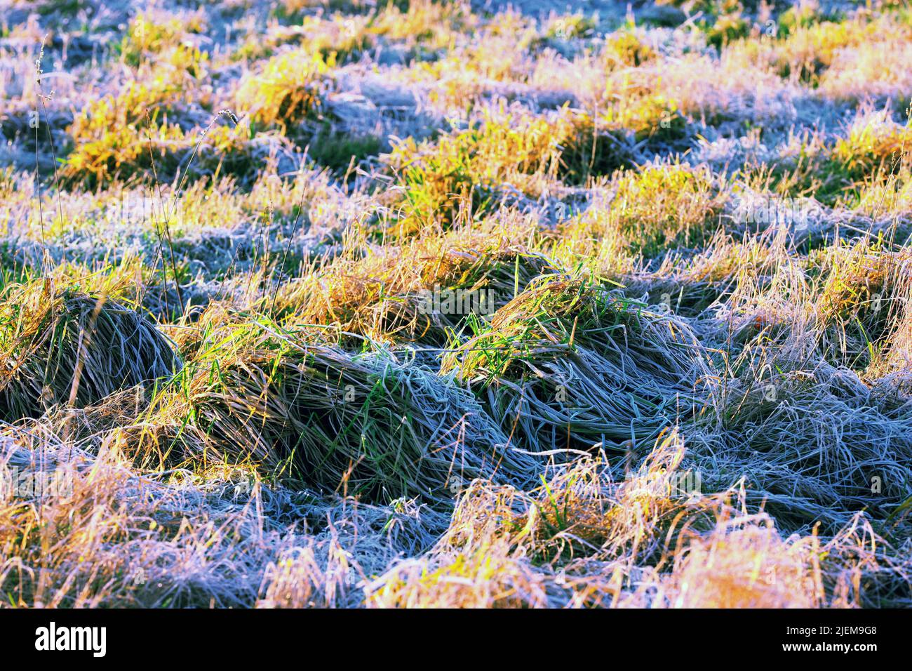 Primo piano di erba verde coltivata su una palude o palude in Norvegia. Sfondo testurizzato di una palude non coltivata e zone umide in un'area remota. Selvaggio Foto Stock