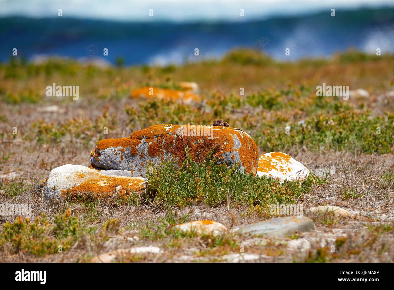 Paesaggio di massi e erba selvaggia che cresce su una collina costiera in una riserva naturale. Piante indigene sudafricane accanto al mare. Fynbos crescente Foto Stock