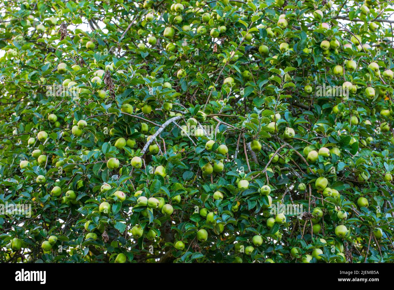 Raccolta naturale e deliziosa di mele verdi nel giardino delle mele. I punti metallici verdi sono in un processo di maturazione tra i rami e le foglie verdi di Foto Stock