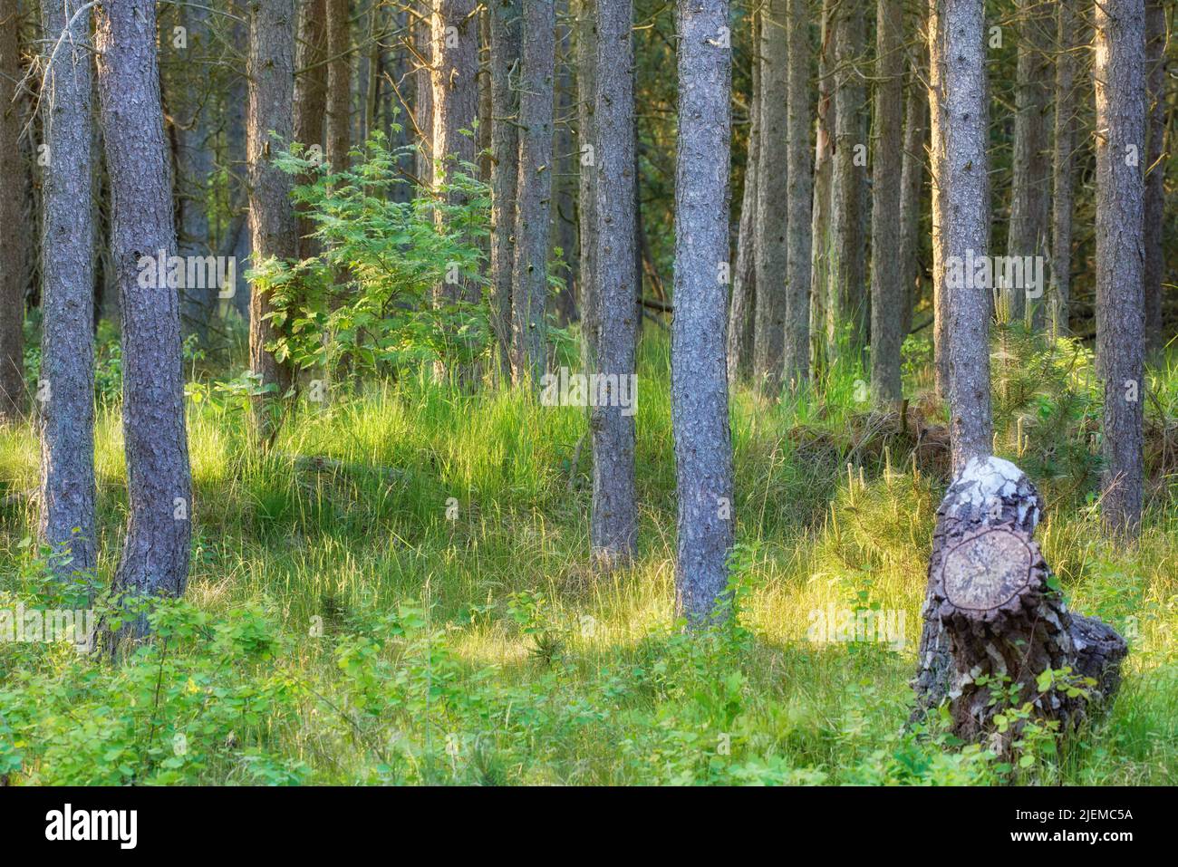 Paesaggio di tronchi di pino nei boschi con lussureggiante erba coltivata. Molti alberi sottili e dritti e un ceppo in una remota foresta o deserto con Foto Stock