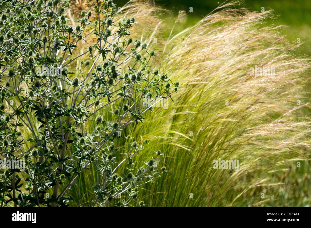 Stipa tenuissima Ponytails aka Nasella tenuissima Pony Tails , piante miste di piume messicane in Garden Sea Holly, Eryngium Foto Stock
