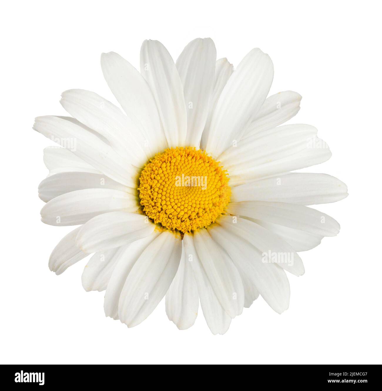 Camomilla fiore isolato. Testa di camomilla su sfondo bianco. Foto Stock