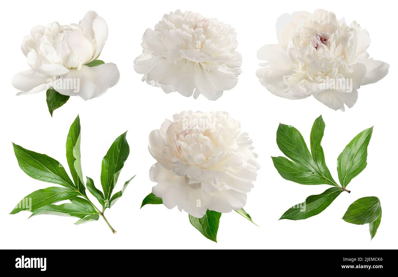 Set di peonie bianche isolate su bianco. Fiori bianchi con foglie su sfondo bianco Foto Stock