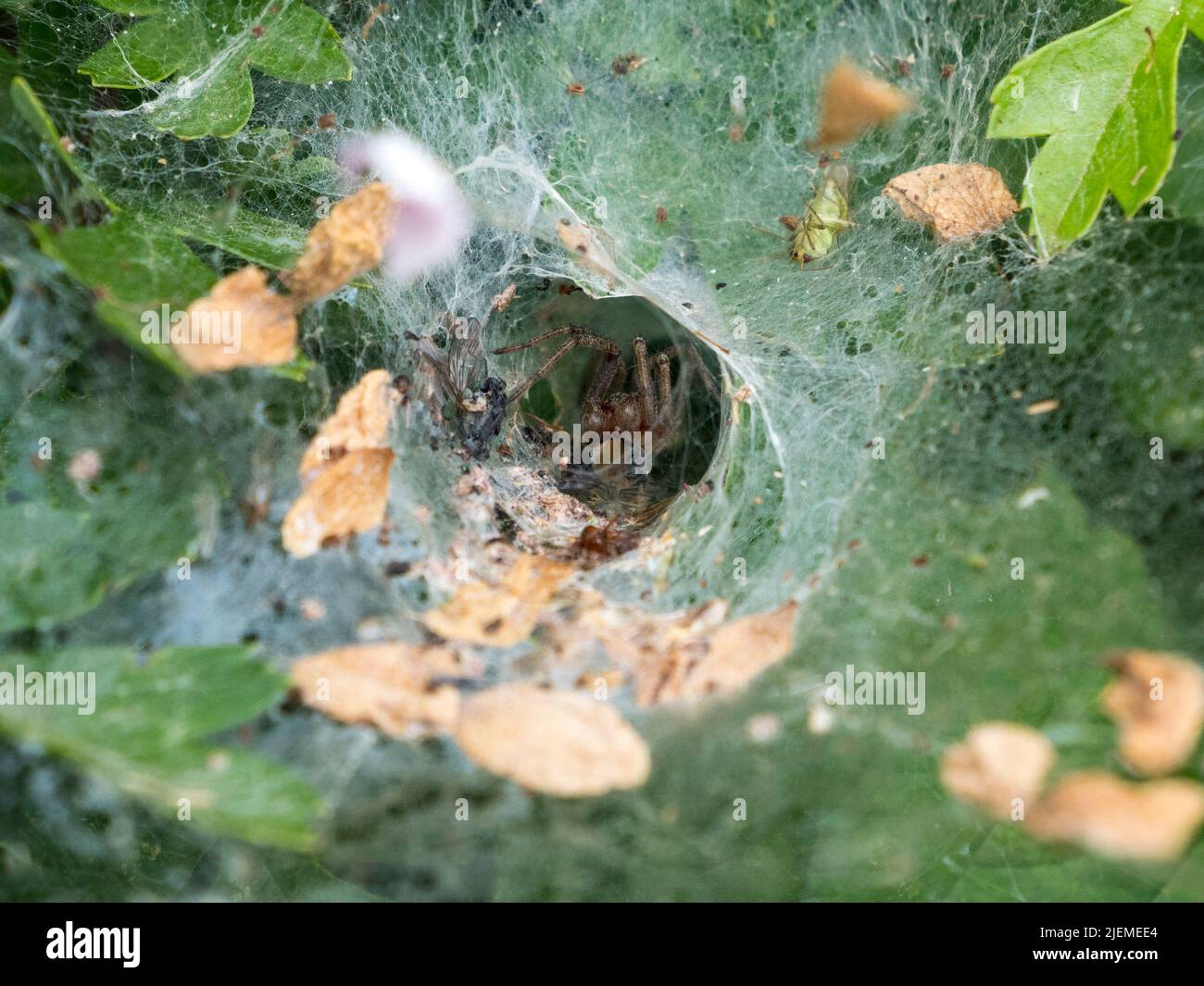 Un ragno labirintico (Agelena labirintica) seduto nel suo nastro di imbuto su Hounslow Heath, Londra, Regno Unito. Foto Stock